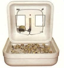 Small Incubator