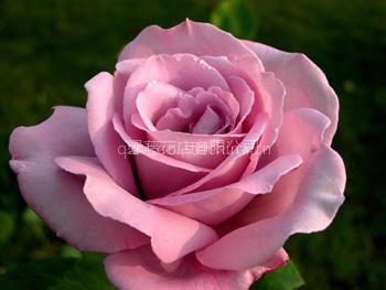 Pink rose