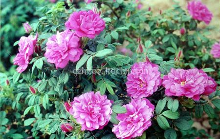 Flowers abundance rose