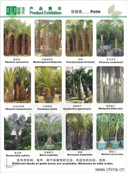 palms to export