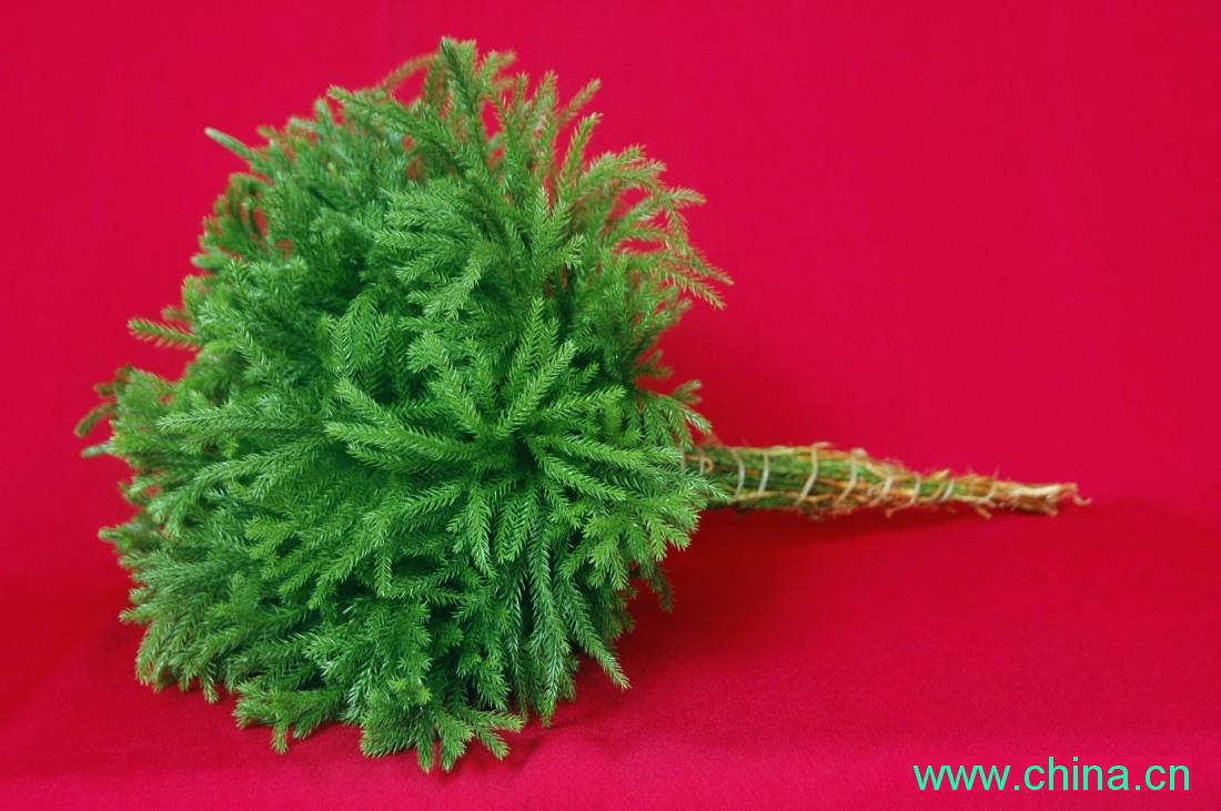 HERBA LYCOPODTI(HIKAGEKAZURA)