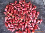 Chaotian chilli