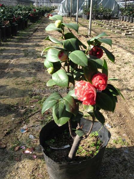 Camellia