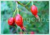 iqf wild rose hip