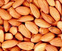 organic apricot seeds