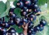 iqf black currant