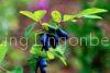 iqf wild sweetberry