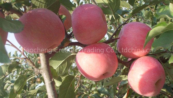 fresh apple