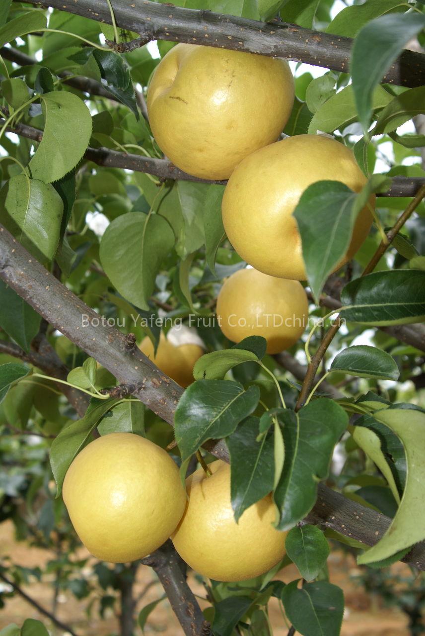 Singo pear