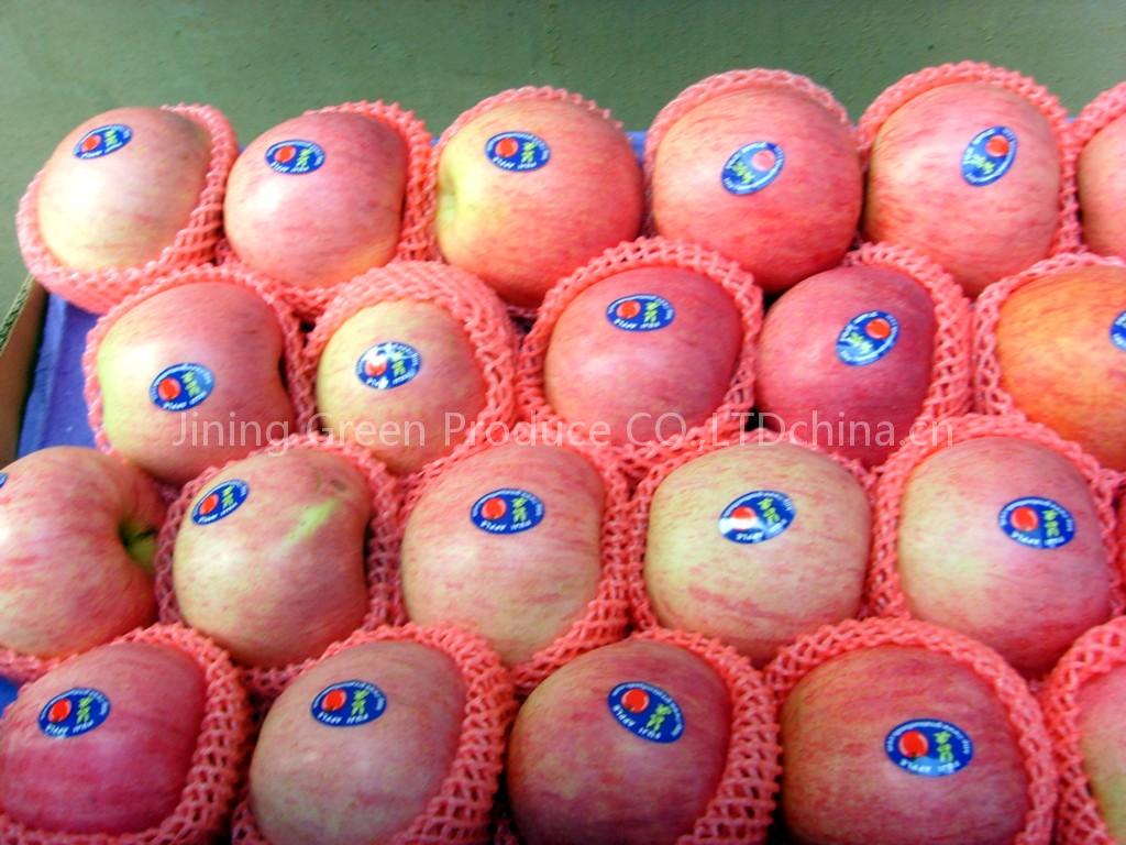 fuji apple