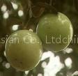 Milk Fruit