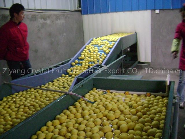 china eureka lemon,fresh lemon, lemon