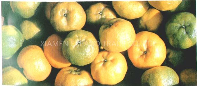 ORANGE-Honey Mandarin