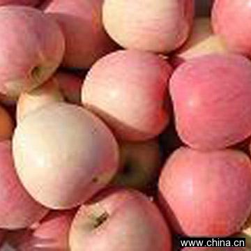 Fuji Apple