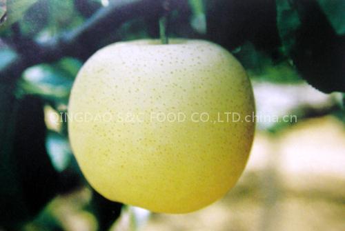 gold pear