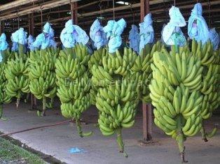 FRESH AND GREEN CAVENDISH BANANA