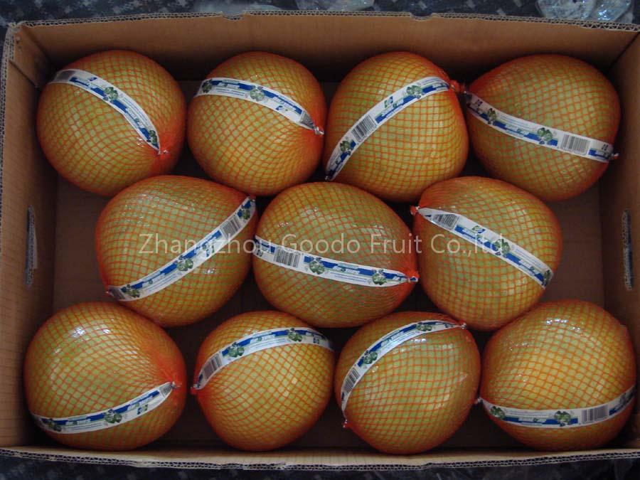 export-Guanxi Honey Pomelo