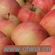 Fuji Apple