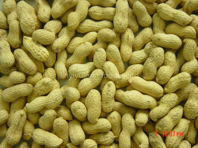 roasted peanut in shell