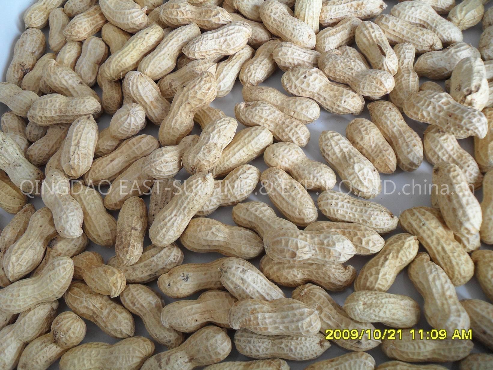 Peanut In Shell