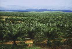 Palm and Vegetable oil