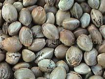 hemp seeds