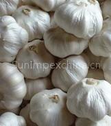 Fresh Garlic