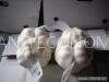 pure white garlic