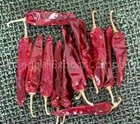 Jinta Chilli