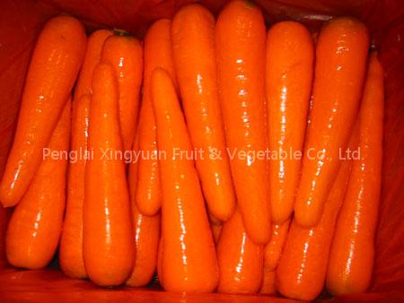 Carrot