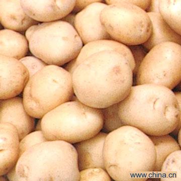 Potato
