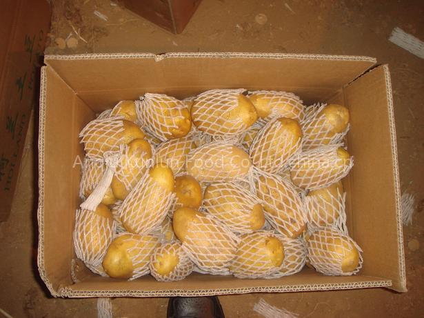 fresh potato