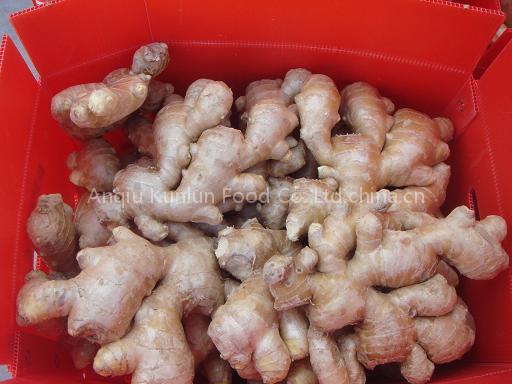 Dried-ginger
