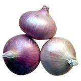 fresh onion
