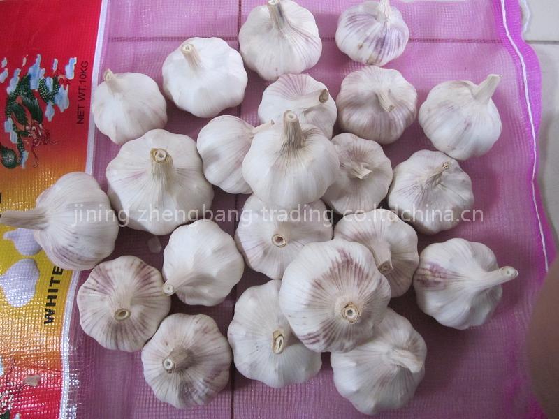 garlic