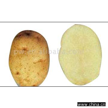 Holland Potato
