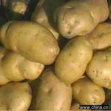 Potato