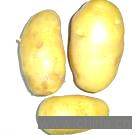 Holland Potato