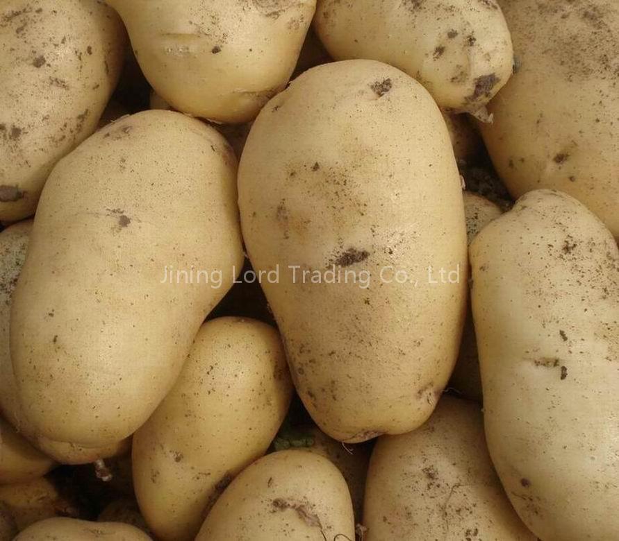 Fresh Potato