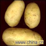 Potato
