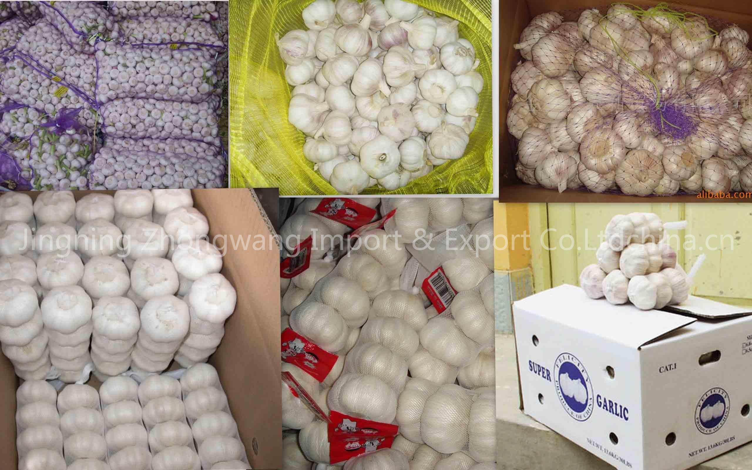 fresh garlic