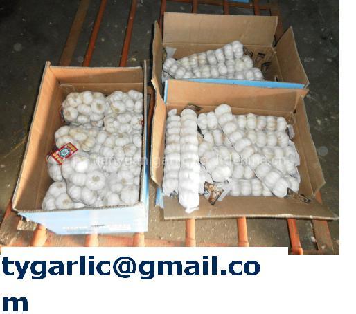 garlic