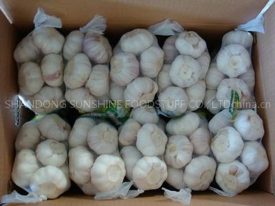garlic