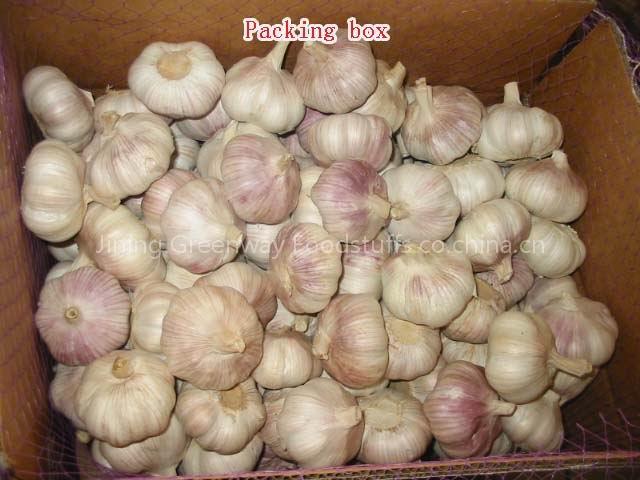 Chinese garlic