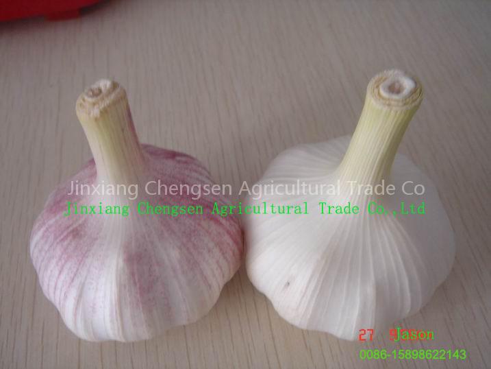 best chinese garlic with most