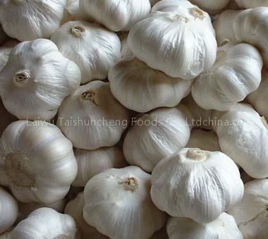 fresh garlic