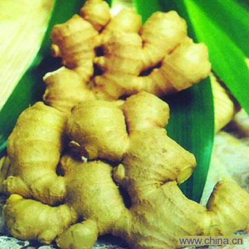 Ginger