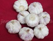 normal white garlic