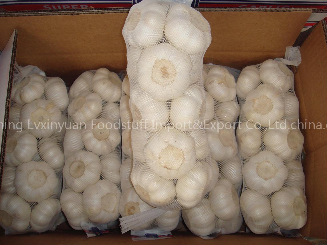 garlic