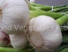 pure white garlic 5.0-6.5cm
